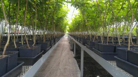 The plants produced by Seven Star Fruits, a company of Mahyco Grow, using the Phytelligence MultiPHY™ process will support higher density planting systems, which results in higher yields per acre and more sustainable production. (Photo: Business Wire)