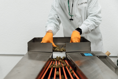 A processor at Flow Kana's Flow Cannabis Institute operates the inflorescence sorter preparing cannabis for packaging. (Photo: Business Wire)