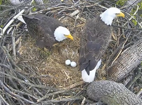 "Mr President" & "The First Lady" expecting the arrival of a baby inside their National Arboretum Nest very soon. Viewers can watch on DCEagleCam.Org. (Photo: Business Wire)