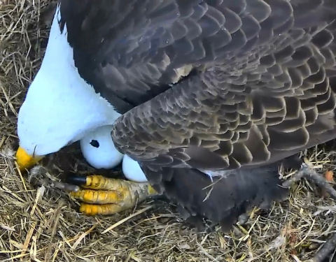 An Eagle Egg "pip" has occurred in the nation's capital. "Mr President" and "The First Lady" expect a baby arrival very soon inside their National Arboretum nest. Viewers can watch at home on DCEagleCam.Org. (Photo: Business Wire)