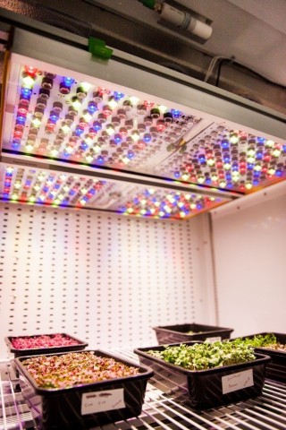 Osram's Phytofy RL connected horticulture research lighting system is comprised of smart lighting software coupled with a unique setup of connected grow light fixtures. (Photo: OSRAM)
