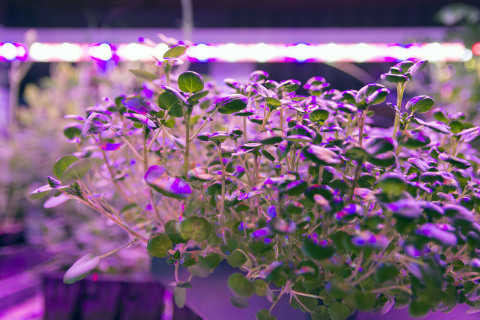 Baby watercress plants under Current by GE Arize (TM) LED lights which deliver a balanced light spectrum to catalyze optimal growth in every plant and shorten the growth cycle for more intensive production. (Photo: Business Wire)