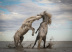 Grand Prize: STALLIONS PLAYING | CAMARGUE, FRANCE 