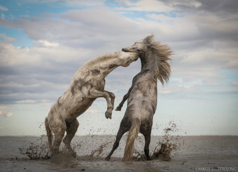 Grand Prize: STALLIONS PLAYING | CAMARGUE, FRANCE "The power of the animal kingdom." Photo by Camill ... 