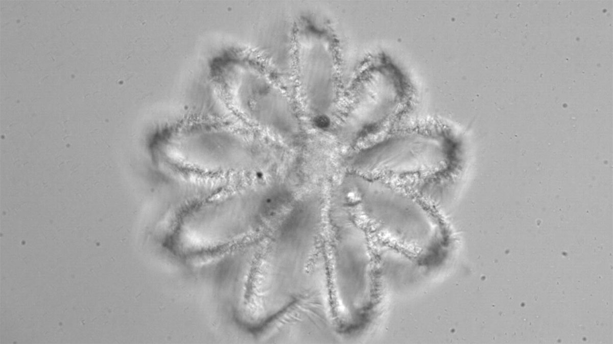 This video shows real-time printing of a cell encapsulation device that is useful for producing small human cells containing organoids. The structure is designed to be permeable and the size is 200 microns in diameter and can contain up to 2000 cells.
