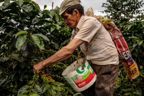 Cenfrocafe co-op farmer harvesting ripe, organic coffee cherries in San Ignacio, Peru. (Photo: Business Wire)