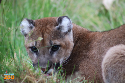 Rocket, the cougar cub. (Photo: Business Wire)