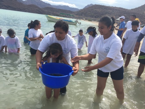 Jóvenes ayudan a liberar totoaba en el Mar de Cortés en un intento por repoblar esta especie que se encuentra en peligro de extinción debido a su comercio ilícito. (Foto: Business Wire)