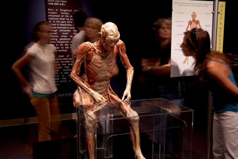 Attendees view one of the 15 whole body specimens featured in the OUR BODY: The Universe Within exhibition. The exhibit gives attendees an inside look at the human body and literally and figuratively goes under the skin. (Photo: The Universe Within Touring Company)