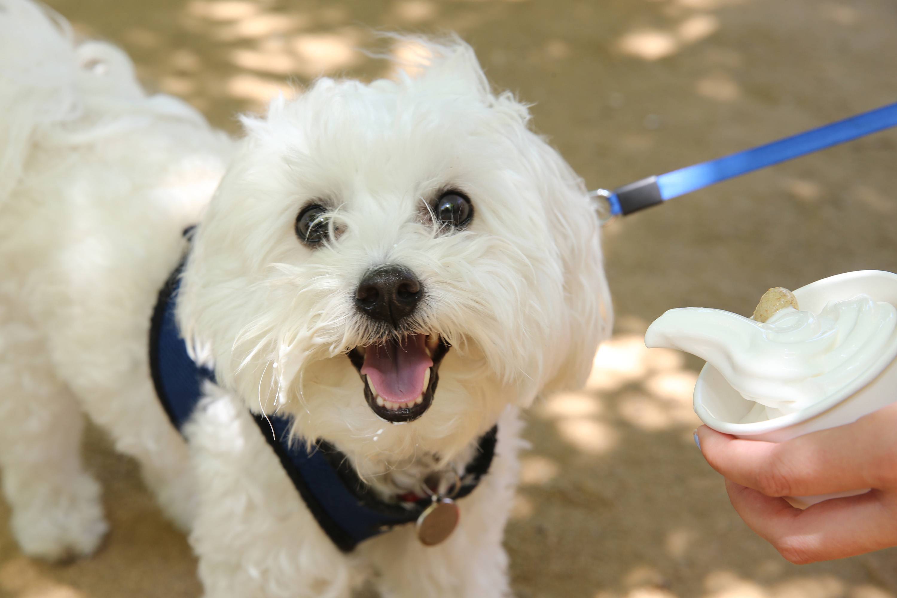 PetSmart® Expands National Ice Cream Day Celebration to Two Days, July  14-15, with Free Dog-friendly Ice Cream Samples at PetsHotel® Locations |  Business Wire