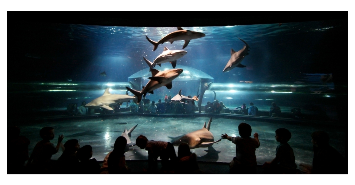 Calling All Scuba Divers: Oklahoma Aquarium to Allow One Lucky Diver in Bul...