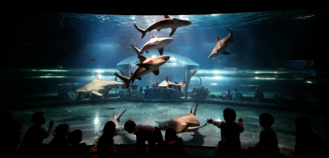 The Oklahoma Aquarium is home to the world's largest collection of bull sharks. Bull sharks are considered to be one of the most dangerous species of sharks because of their aggressive behavior. Contest winner will have opportunity to dive with the sharks wearing a 45-pound chain metal suit. (Photo: Business Wire)