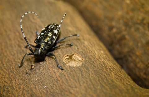 An Asian longhorned beetle and its round exit hole. (Photo credit: USDA)