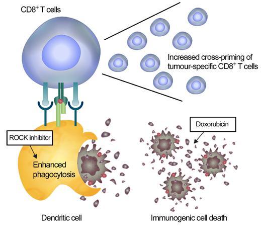 KIST: Overcoming the Current Limitations of Cancer Immunotherapy ...