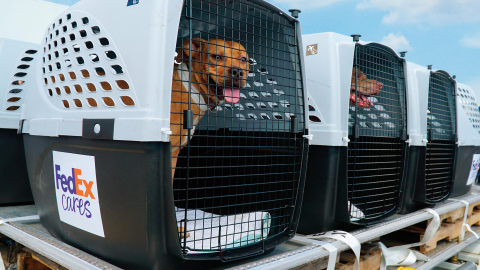 When disaster strikes, the FedEx global network is prepared to quickly mobilize and deliver aid. After delivering more than $11 million in relief aid to victims of Hurricane Irma, we used a returning FedEx aircraft to transport more than 150 dogs and cats from overcrowded shelters to no-kill shelters in California and Washington. (Photo: FedEx Corporation) 