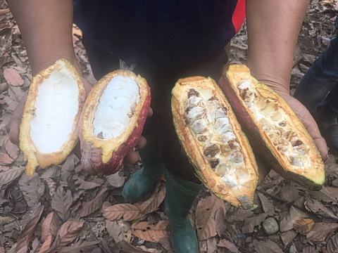 Healthy cocoa beans from a pod treated with Crop Enhancement’s CropCoat® product (left) are contrasted with (right) damaged beans from a pod treated with conventional grower-standard insecticides (thiamethoxam, lambdacyhalothrin, and chlorpyrifos). (Photo: Business Wire)