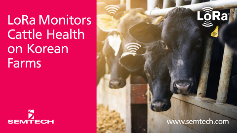 Semtech and SK Telecom Leverage LoRa Technology to Monitor Cattle Health (Graphic: Business Wire)