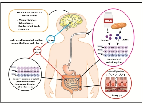 Fig 1. Food-derived opioid peptides are potential risk factors for human health (Graphic: Business Wire)