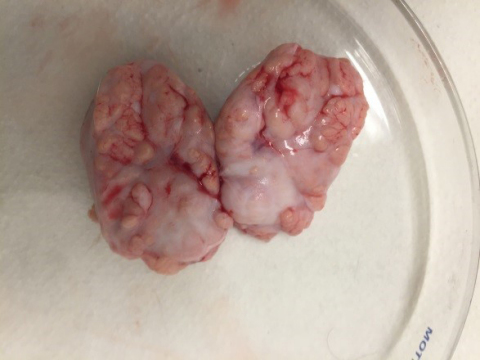 The 3D printed human brain organelle was generated with human adult brain stem cells. The 3D printed ... 