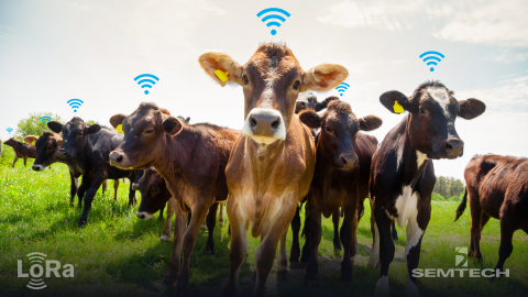 Semtech and lar.tech Enable Smart Ranching with LoRa Technology (Photo: Business Wire)