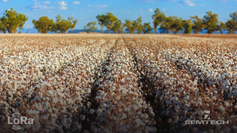 Semtech’s LoRa Technology Creates Smarter Farming Networks in Australia (Photo: Business Wire)
