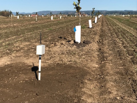 Internet of things sensors at a hazelnut orchard in Oregon monitor moisture and reduce water use. (Credit: Intel Corporation)