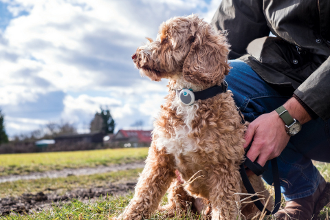 Sure Petcare Animo Dog Behavior Tracker (Photo: Business Wire)