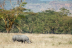 The FLIR and WWF Kifaru Rising Project aims to help protect and grow the wild population of the black rhino. There are currently 5,400 black rhinos in the wild today and their numbers are declining due to poaching for their horns. (Photo: Business Wire)