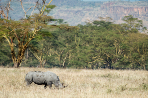 The FLIR and WWF Kifaru Rising Project aims to help protect and grow the wild population of the black rhino. There are currently 5,400 black rhinos in the wild today and their numbers are declining due to poaching for their horns. (Photo: Business Wire)