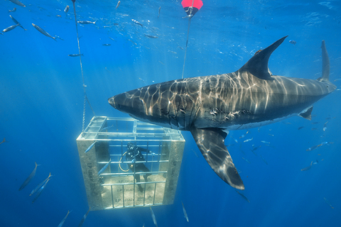 A shark cage constructed largely of LP Legacy premium sub-floor panels protects the diver during thi ... 