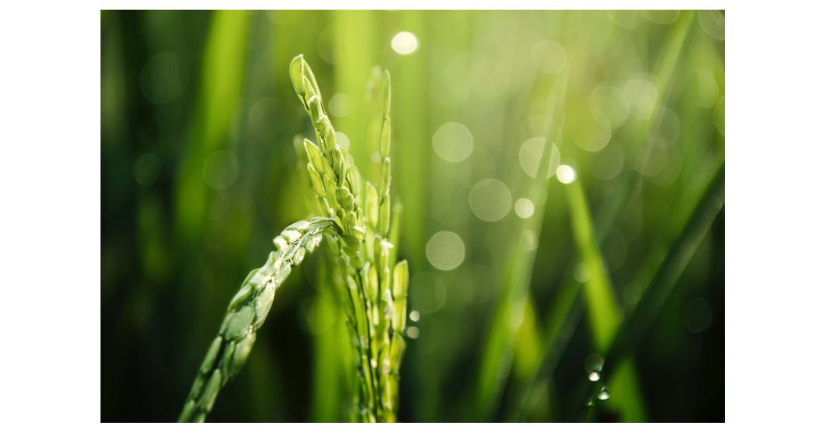 Iteris ClearAg Chosen by RiceTec for Advanced Proprietary Rice Model ...