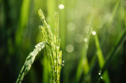 Iteris ClearAg Chosen by RiceTec for Advanced Proprietary Rice Model Development (Photo: Business Wi ... 