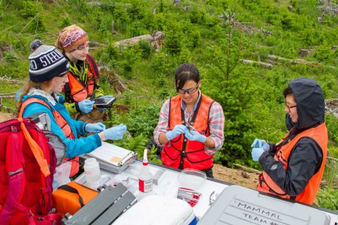 Temporary Field Technician Noelle Tom-Wigfield and her team work at the Abby Road terrestrial site in the Pacific Northwest. Photo credit: Ben Carroll