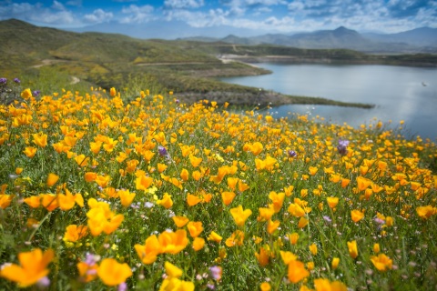 2017’s wildflower super bloom at Diamond Valley Lake (Photo: Business Wire)
