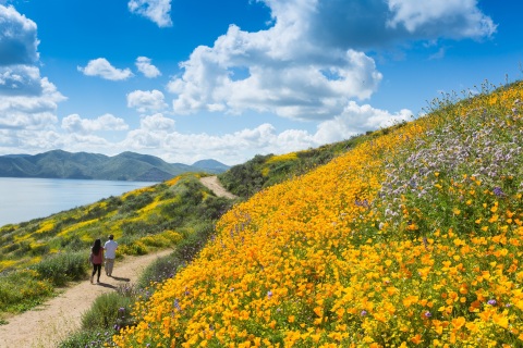 2017’s wildflower super bloom at Diamond Valley Lake (Photo: Business Wire)