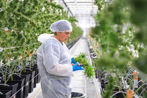 Tilray’s EU campus in Portugal successfully harvests medical cannabis (Photo: Business Wire)