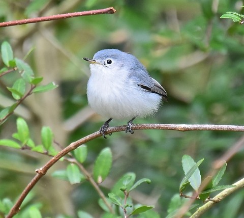 A blue-gray gnatcatcher at the Ascend Pensacola Plant Wildlife Sanctuary in Pensacola, Florida. Picture courtesy of Sharhonda Owens.