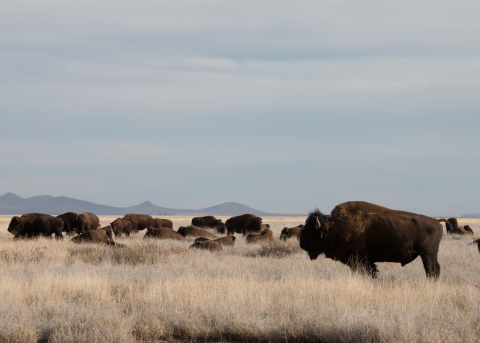 The Earth Day 2019 theme is “Protect Our Species,” with the objective of promoting the protection of endangered and threatened species. The American bison is currently on the list of endangered species in Mexico. Some of the threats that bison face for their recovery are the loss of habitat due to the expansion of agricultural developments and overgrazing by livestock. (Photo: Business Wire)