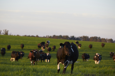 Located near Augusta, Georgia, Hart Dairy sits on more than 4,000 acres of pristine farmland and is the largest single-source producer of 100 percent free-range, grass-fed milk in North America. (Photo:Business Wire)