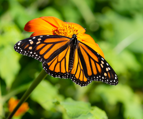 Use nectar-rich flowers and plants to attract butterflies to your yard, and support their full life cycle by planting host plants for eggs and caterpillar habitat. (Photo: Exmark)