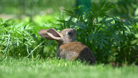 When the goal is to increase wildlife activity in your yard, it makes sense to reduce pesticide use. (Photo: Exmark)