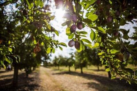 The new brand is a positive embrace of California Prunes, their premium nature, and an expansive view of all their benefits (Photo: Business Wire)