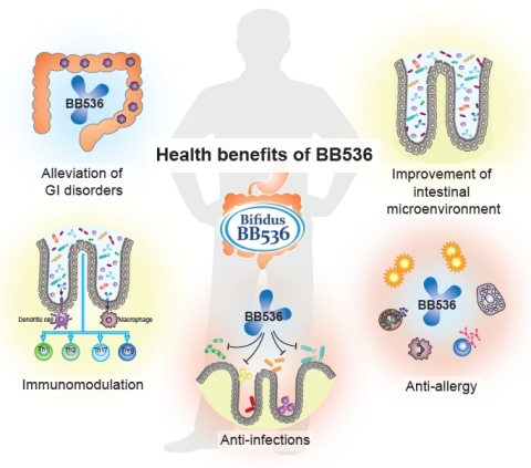 Figure 1. Beneficial effects of Bifidobacterium longum BB536 on human health. (Graphic: Business Wire)