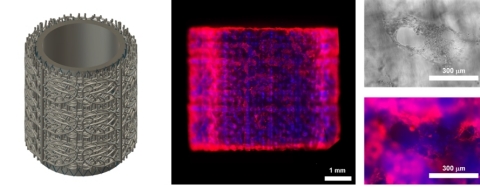 ARTERIAL STRUCTURE:  Prellis arterial structure in a computer aided design model (left), and printed and grown with vascular endothelial cells (right). (blue = Prellis structure, red = vascular cells labeled with vWF).  [Press Release Image: Prellis Biologics]