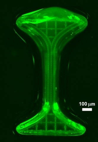 FLOW CHANNELS:  Prellis printed structure that supports flow through independent channels with a 20 micron interface, allowing for study of gas and nutrient exchange as well as cell-cell cross-talk in a system that mimics human physiology. [Press Release Image: Prellis Biologics]