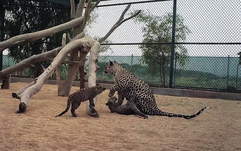 Saudi Arabia’s two young and curious Arabian leopard cubs prepare for their next life lesson from their mother Hamms, as the Royal Commission for AlUla proudly introduces them to the world. © The Royal Commission for AlUla (Photo: AETOSWire)