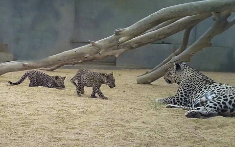 When you’re 3 months old, there is nothing more exciting than playtime! That’s just what these Arabian Leopard cubs, born in Saudi Arabia are finding out and The Royal Commission for AlUla couldn’t be prouder to introduce them to the world. © The Royal Commission for AlUla (Photo: AETOSWire)