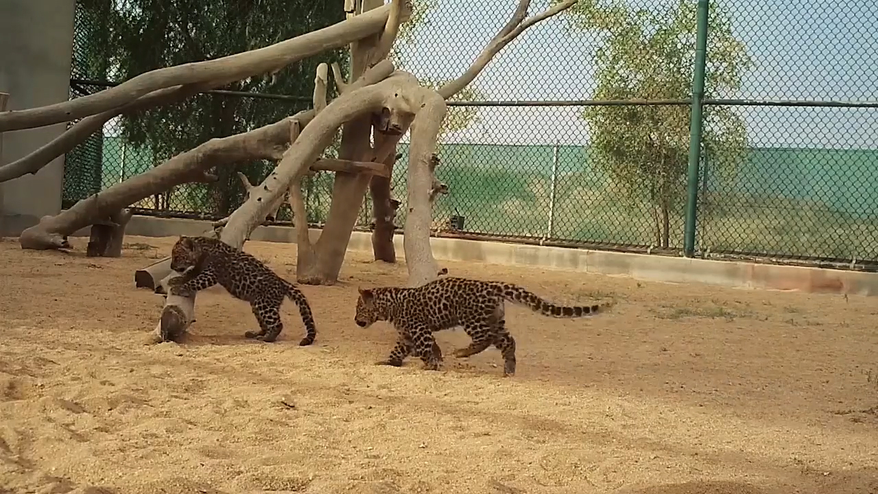 It looked so much easier when Mum did it! Saudi Arabia’s newest Arabian leopard cubs discover tree climbing is harder than it looks as their mother Hamms watches proudly and the Royal Commission for AlUla welcomes them to the world. ©The Royal Commission for AlUla (Video: AETOSWire).