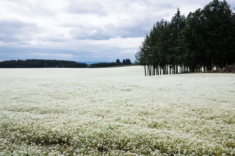 A field of Oregon Meadowfoam in full May bloom. (Photo: Business Wire)