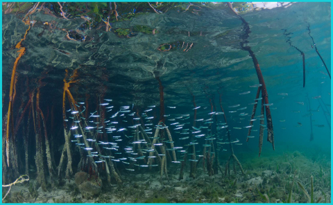 Shown here are mangroves growing in Bimini after a natural capital restoration project. (Photo: Business Wire)